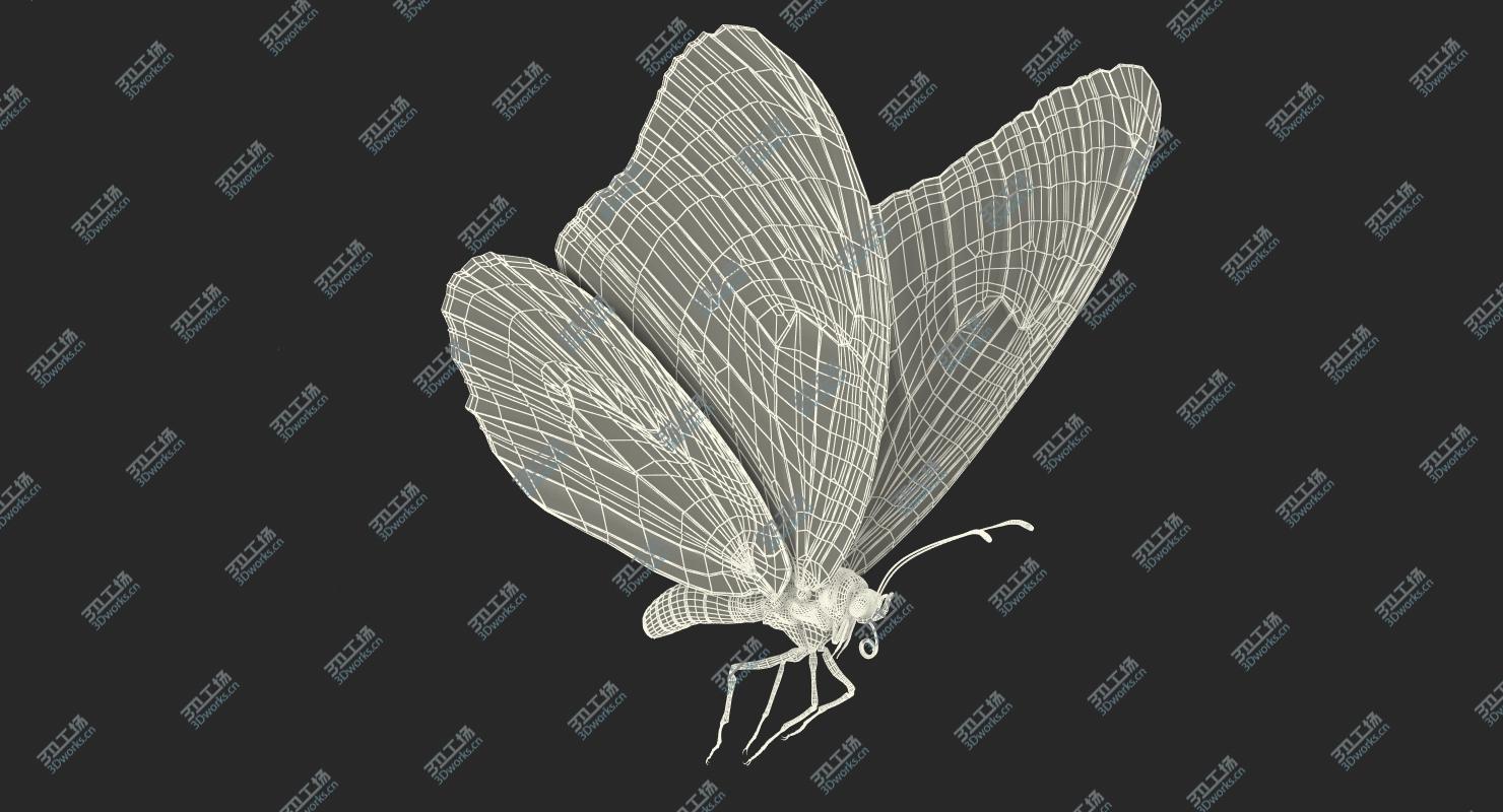 images/goods_img/202104021/3D Milkweed Butterfly Flying Pose/4.jpg